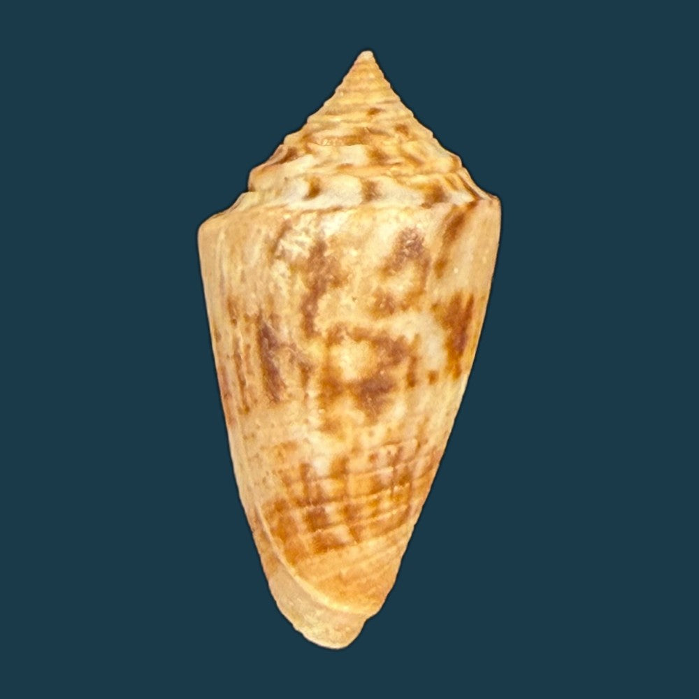 conasprella-simonei-petuch-myers-2014-20-9mm-copia