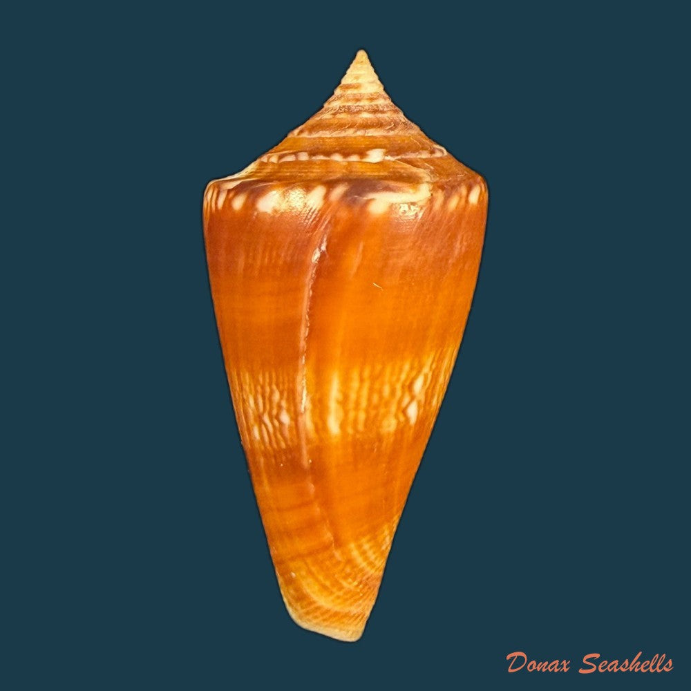 conus-amadis-var-castaneofasciata-dautzenberg-1937-44-8mm-copia
