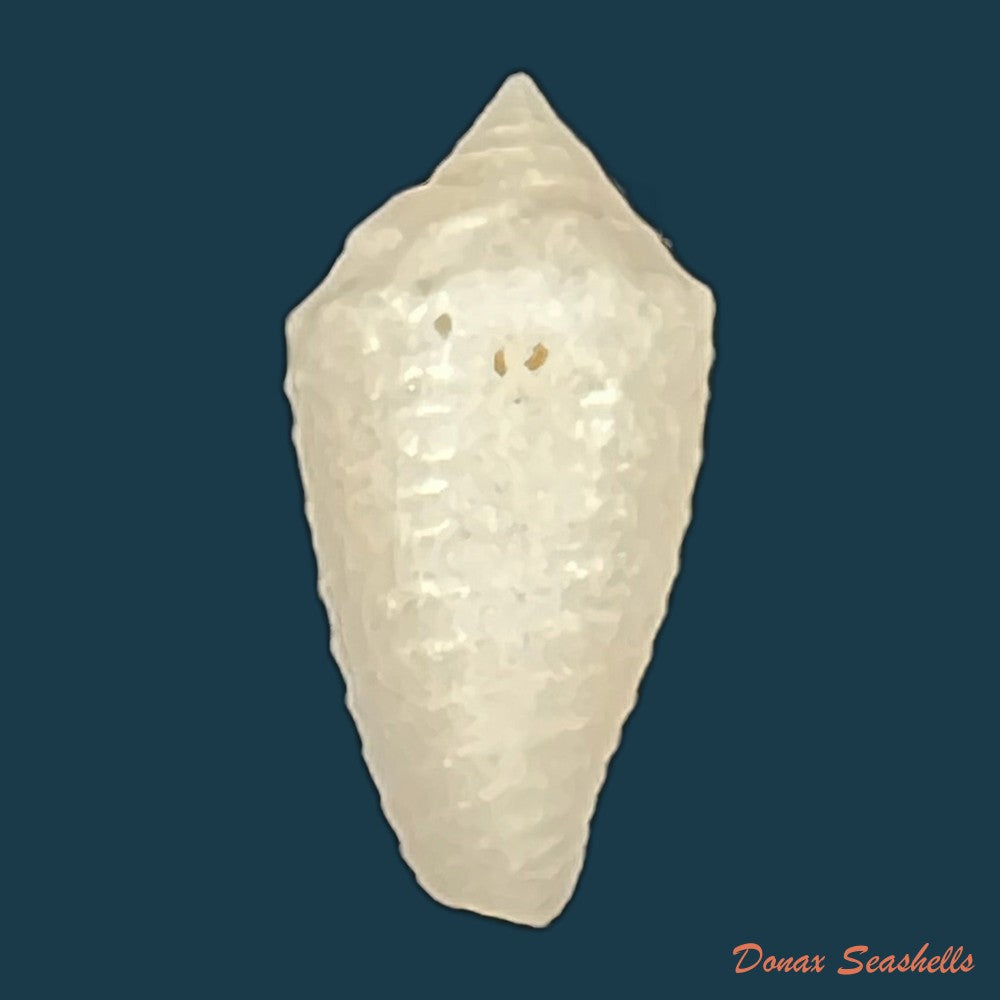conus-aureopunctatus-petuch-1987-16mm-copia