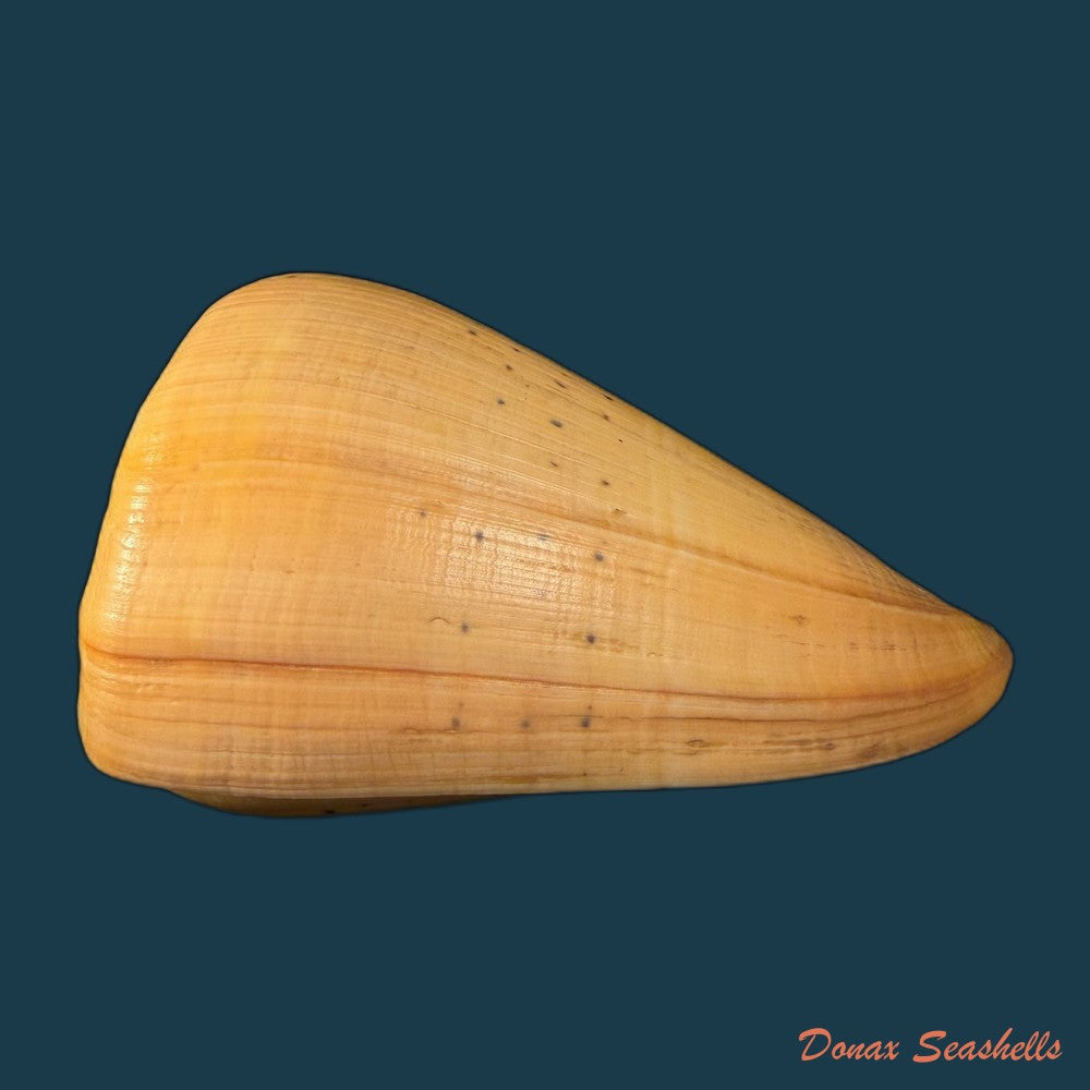 conus-betulinus-linnaeus-1758-135-6mm-copia