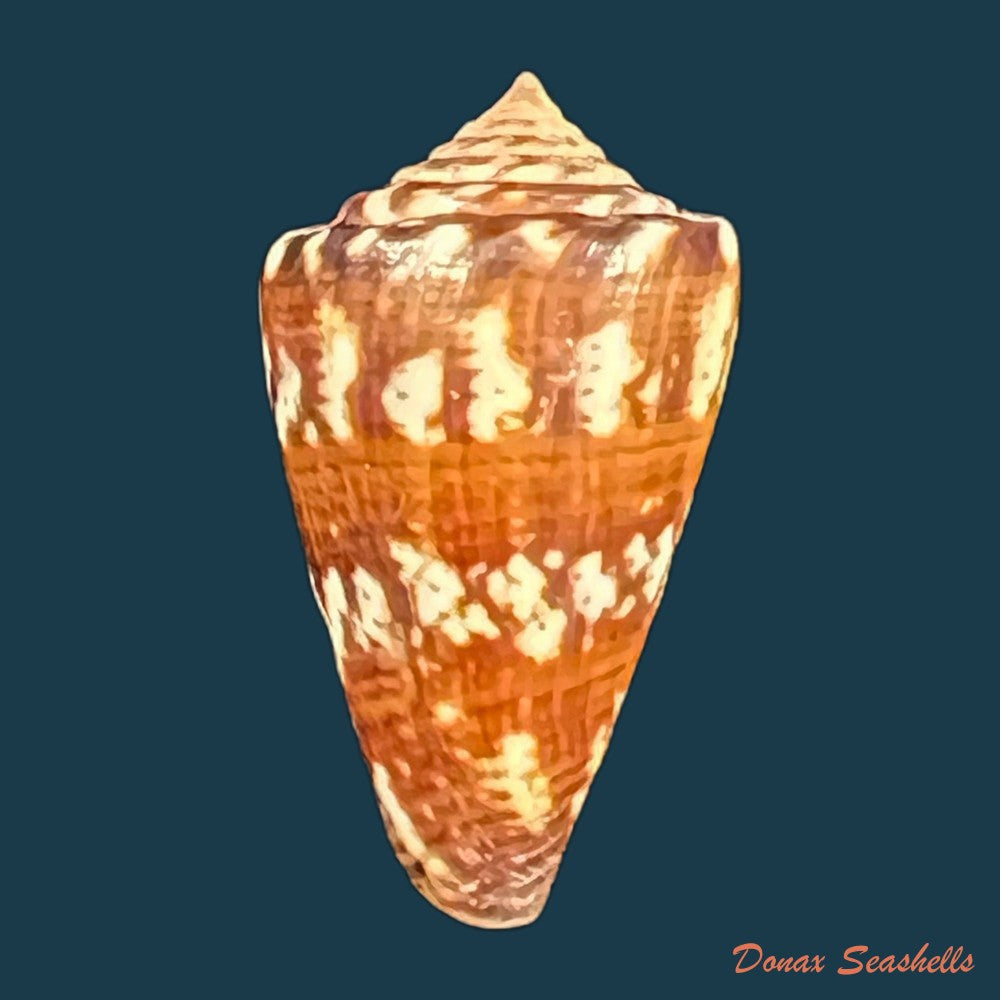 conus-brasiliensis-clench-1942-23-9mm-copia