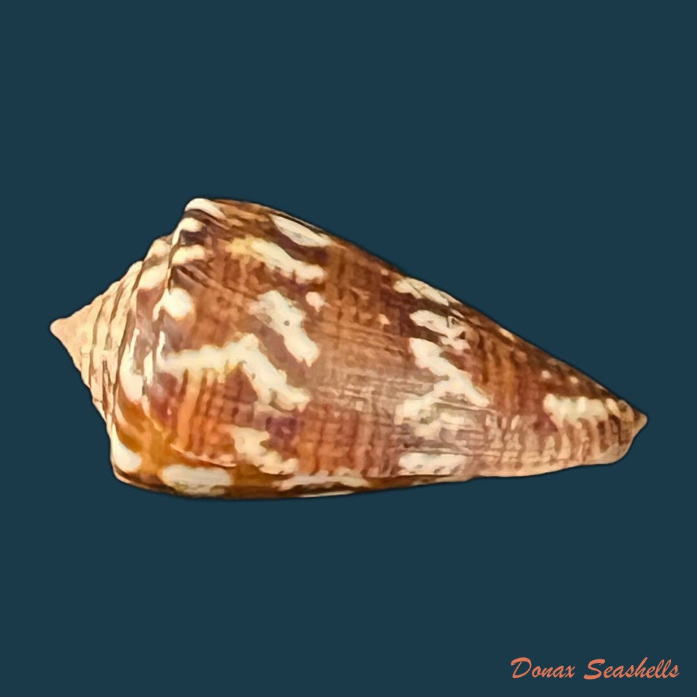 conus-brasiliensis-clench-1942-23-9mm-copia