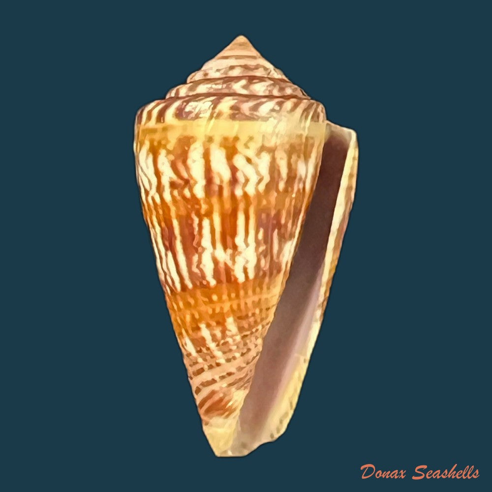 conus-brasiliensis-clench-1942-24mm-copia