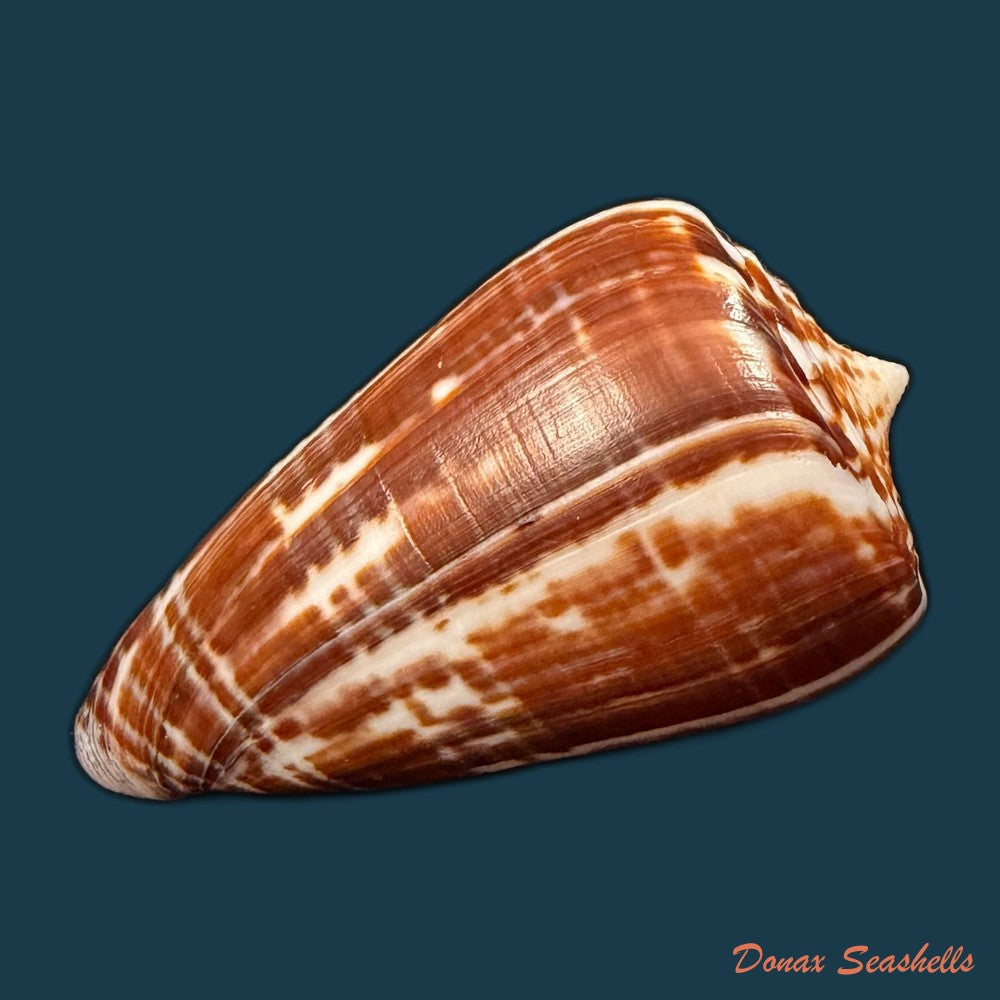 conus-cacao-ferrario-1983-24-8mm-copia