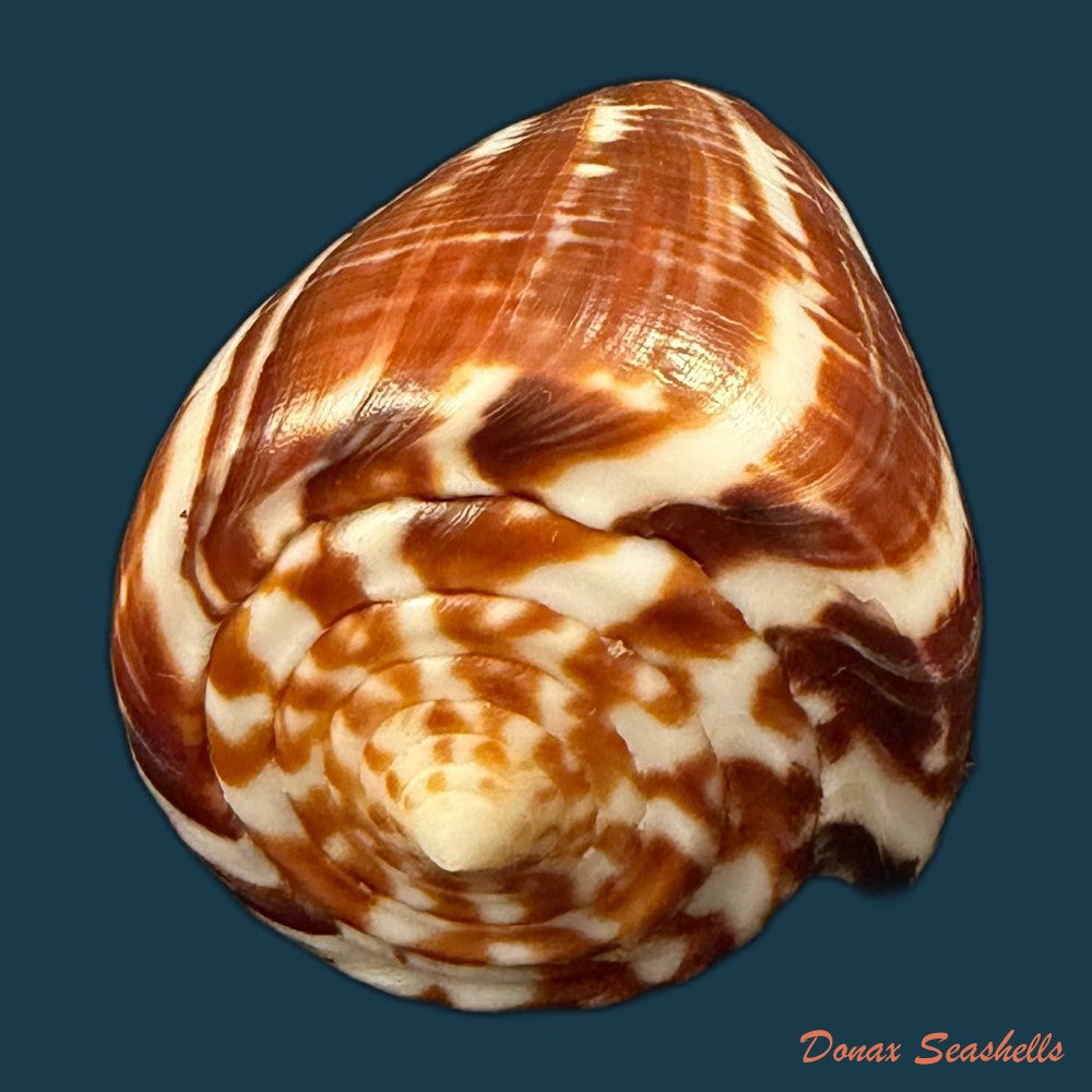 conus-cacao-ferrario-1983-24-8mm-copia