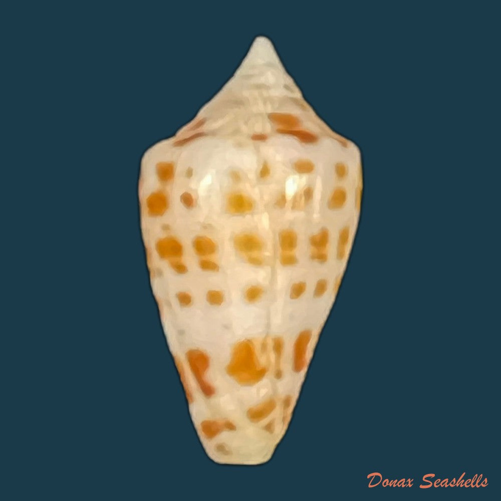 conus-caracanus-hwass-1792-64-4mm-copia