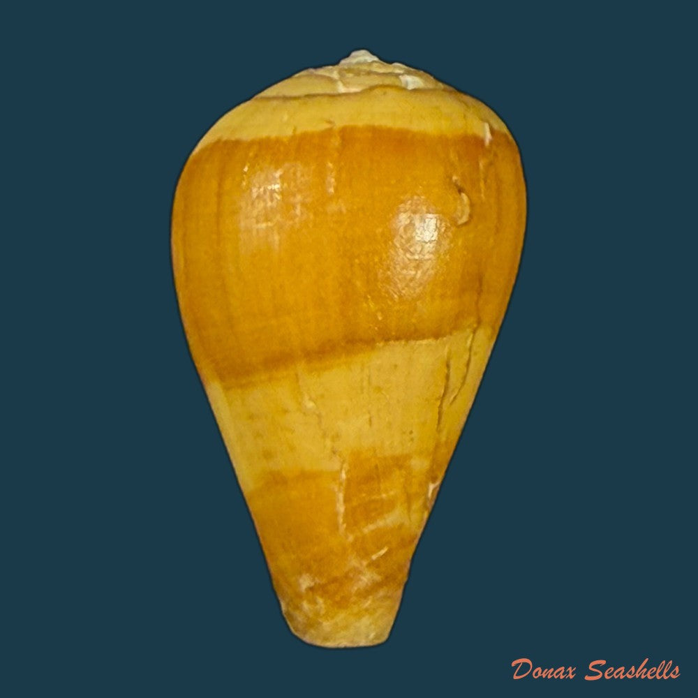 conus-eusebioi-schonherr-2018-32-1mm-copia