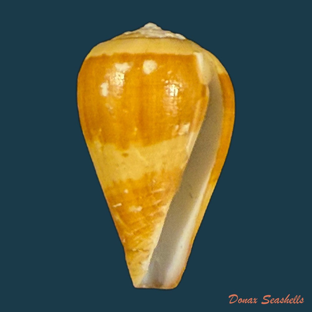 conus-eusebioi-schonherr-2018-32-1mm-copia