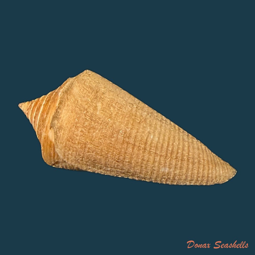 conus-hazinorum-petuch-r-f-myers-2014-41-3mm-copia-1