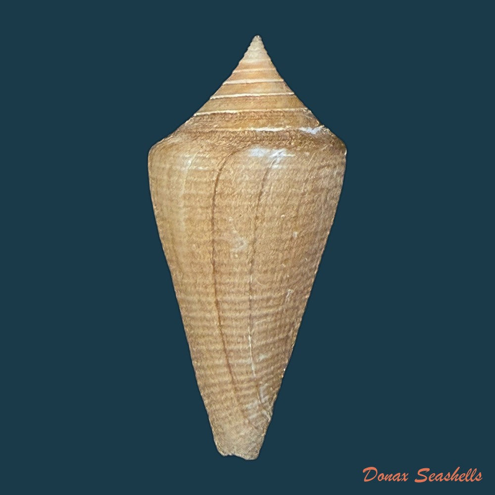 conus-hazinorum-petuch-r-f-myers-2014-41-3mm-copia