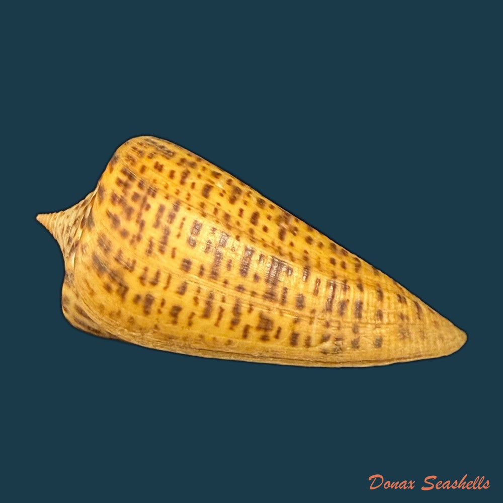 conus-peterstimpsoni-t-cossignani-allary-2021-74mm-copia