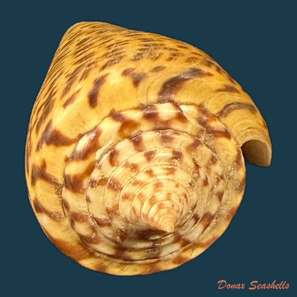 conus-peterstimpsoni-t-cossignani-allary-2021-74mm-copia