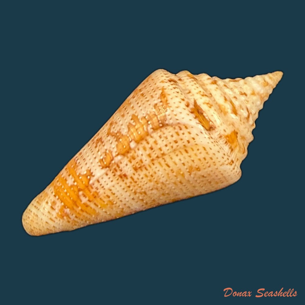 conus-sanctaemarthae-vink-1977-58-3mm-copia