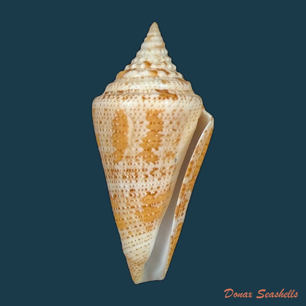 conus-sanctaemarthae-vink-1977-58-3mm-copia
