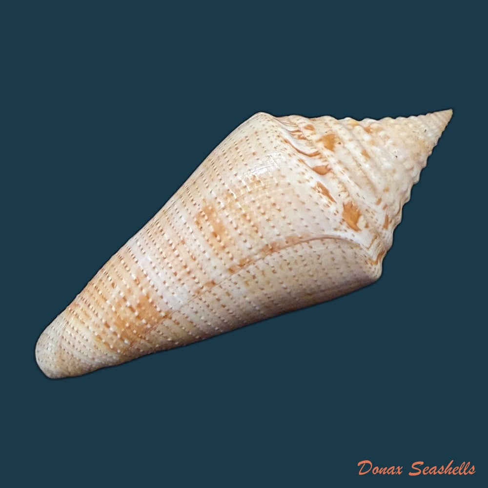 conus-sanctaemarthae-vink-1977-61mm-copia
