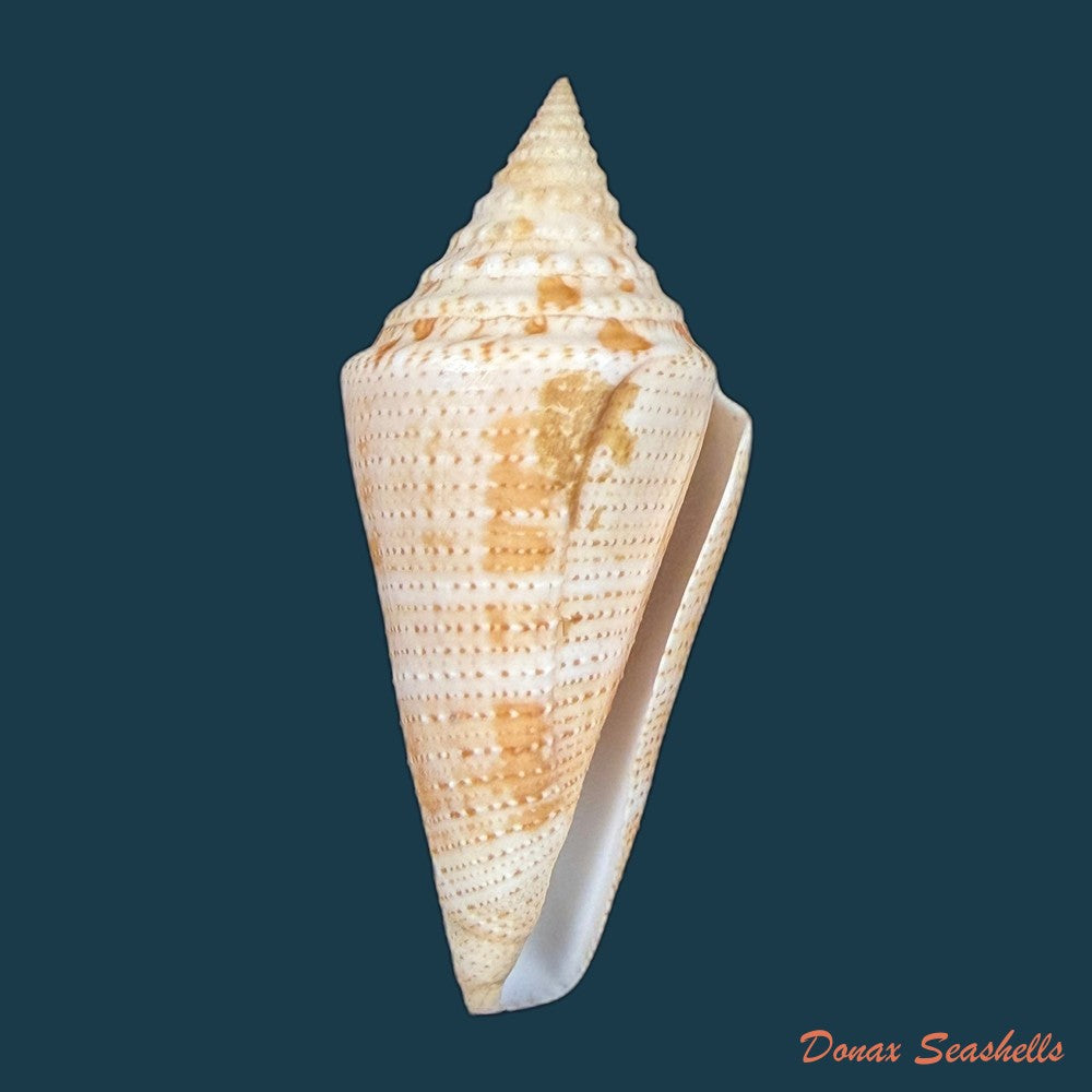 conus-sanctaemarthae-vink-1977-61mm-copia