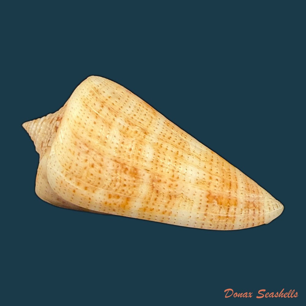 conus-sanguineus-kiener-1850-61-5mm-copia