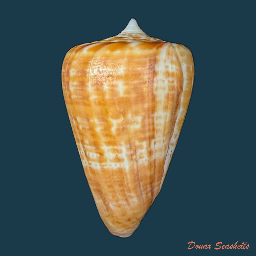 conus-spurius-ochraceus-lamarck-1810-65mm-copia