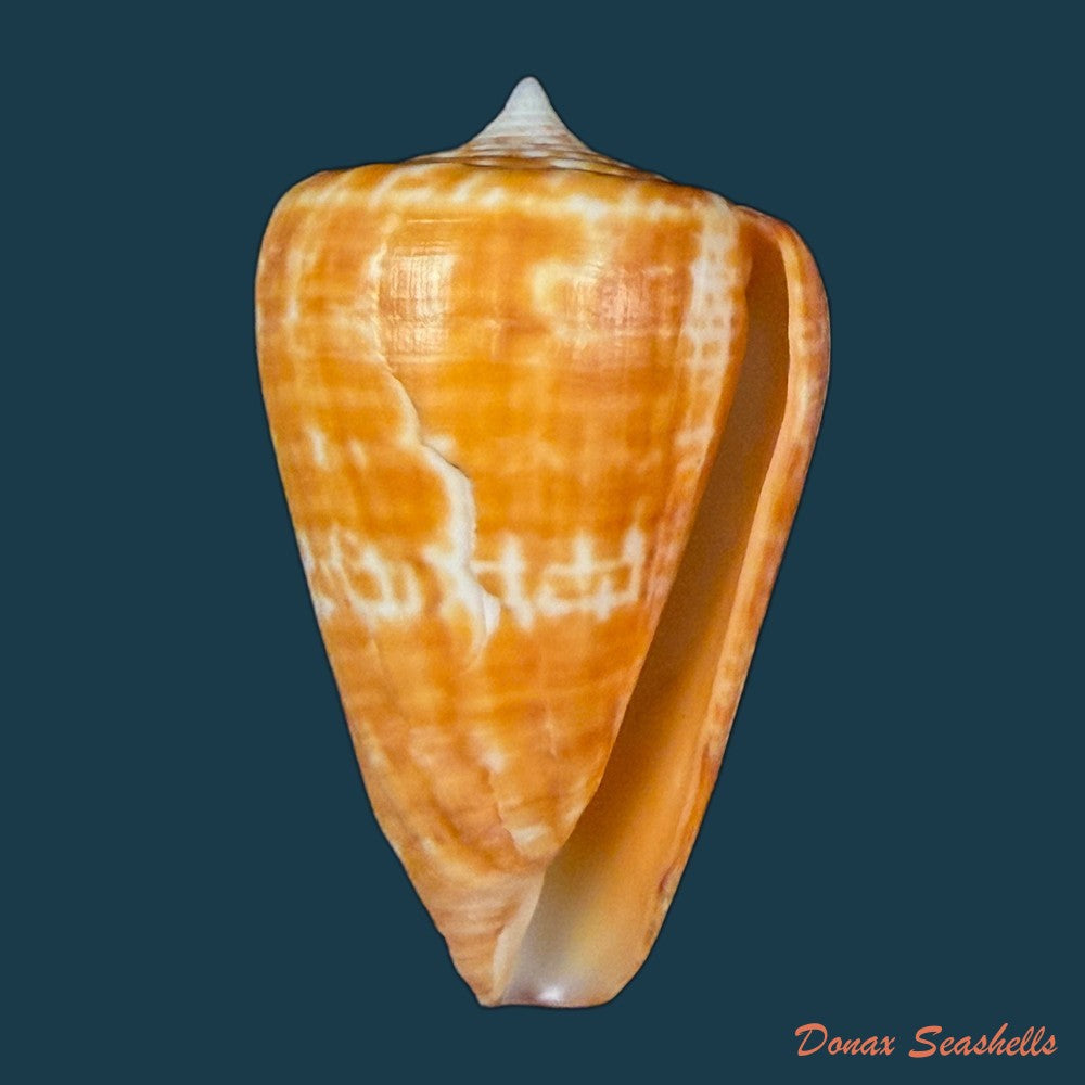 conus-spurius-ochraceus-lamarck-1810-65mm-copia