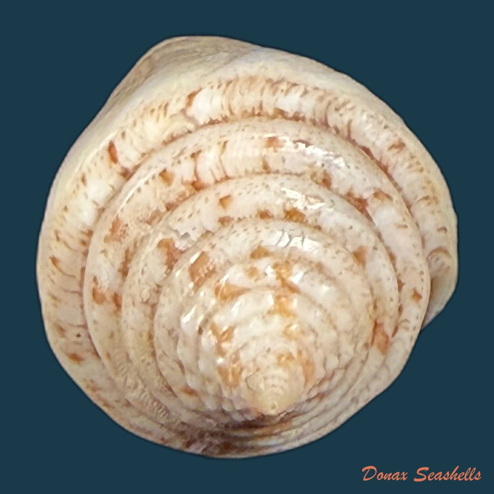 conus-spurius-ochraceus-lamarck-1810-73-5mm-copia