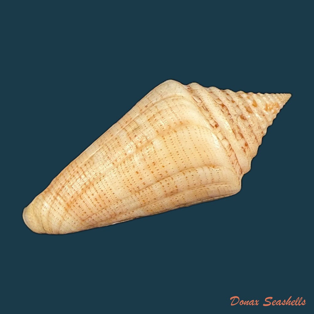 conus-spurius-ochraceus-lamarck-1810-73-5mm-copia