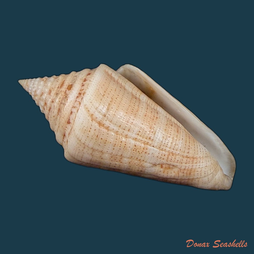 conus-spurius-ochraceus-lamarck-1810-73-5mm-copia