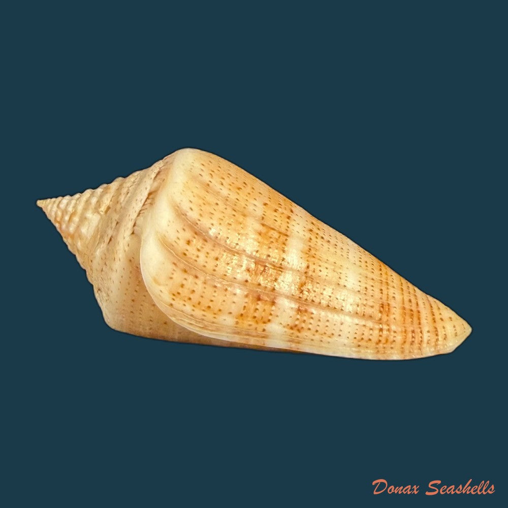 conus-spurius-quadratus-roding-1798-65mm-copia