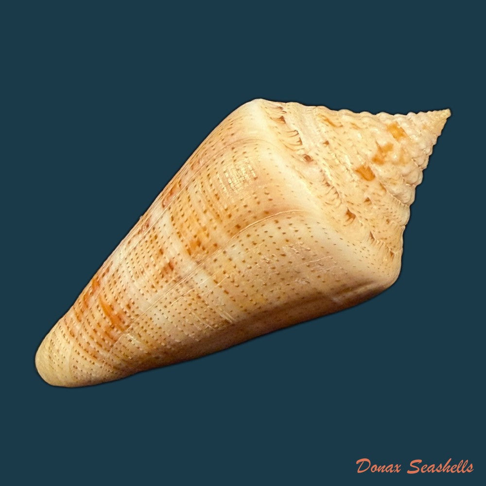 conus-spurius-quadratus-roding-1798-65mm-copia