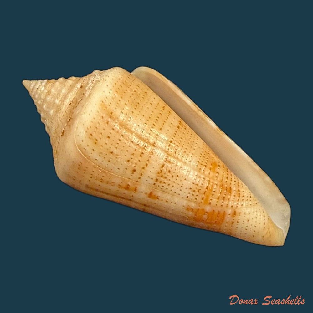 conus-spurius-quadratus-roding-1798-65mm-copia