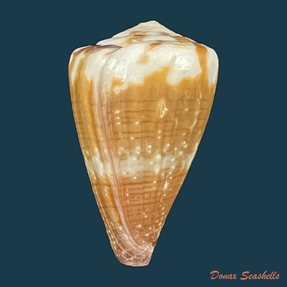 conus-vittatus-hwass-in-bruguiere-1792-27-9mm-copia