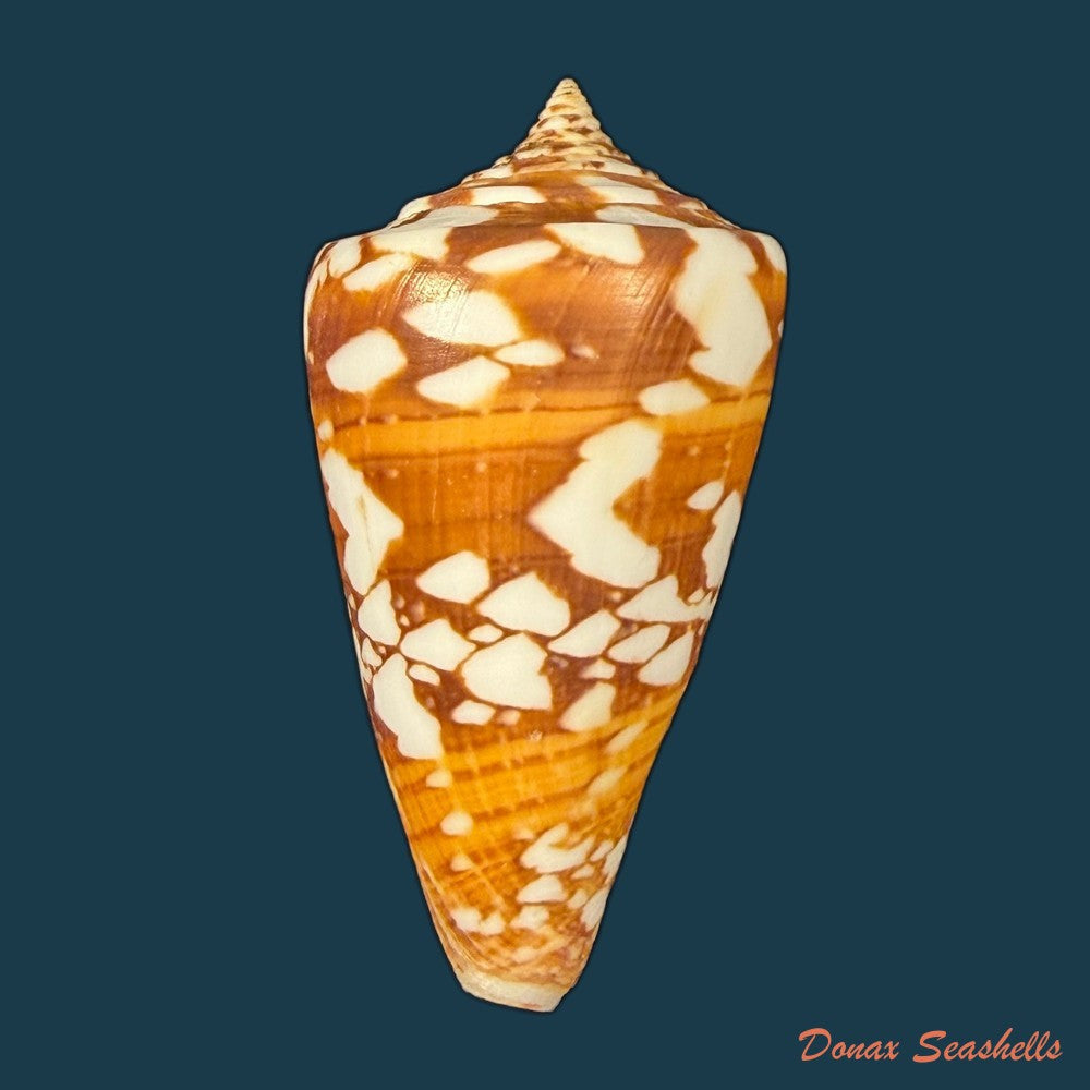 conus-wandae-t-cossignani-2014-32-1mm-copia