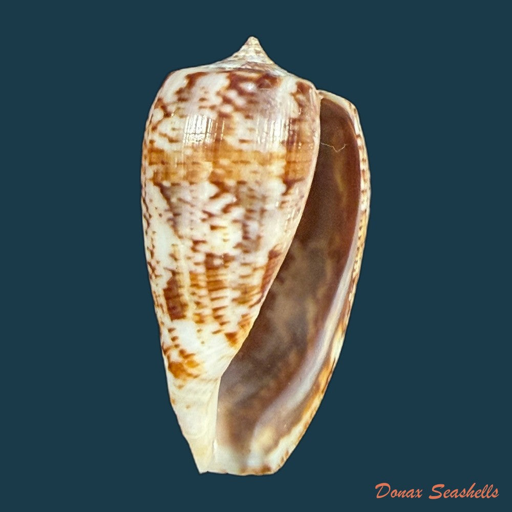 conus-zebroides-kiener-1848-25-5mm-copia-2