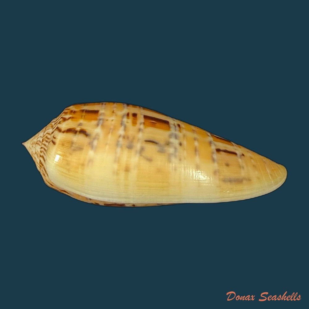 conus-zebroides-kiener-1848-25-5mm-copia