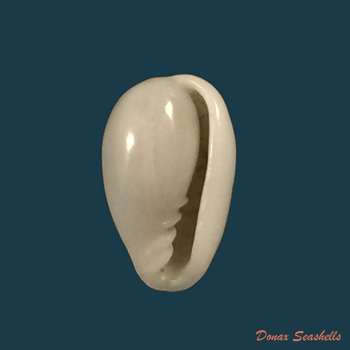 copia-de-acanthotrophon-sentus-berry-1969-18-7mm-2