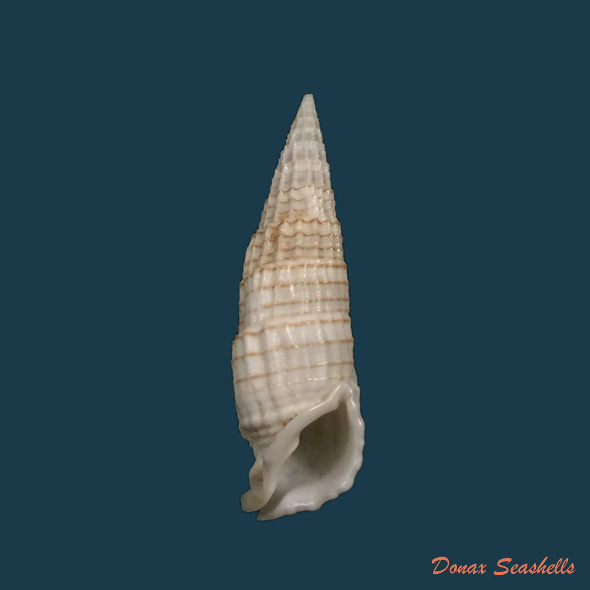 copia-de-acanthotrophon-sentus-berry-1969-18-7mm-5