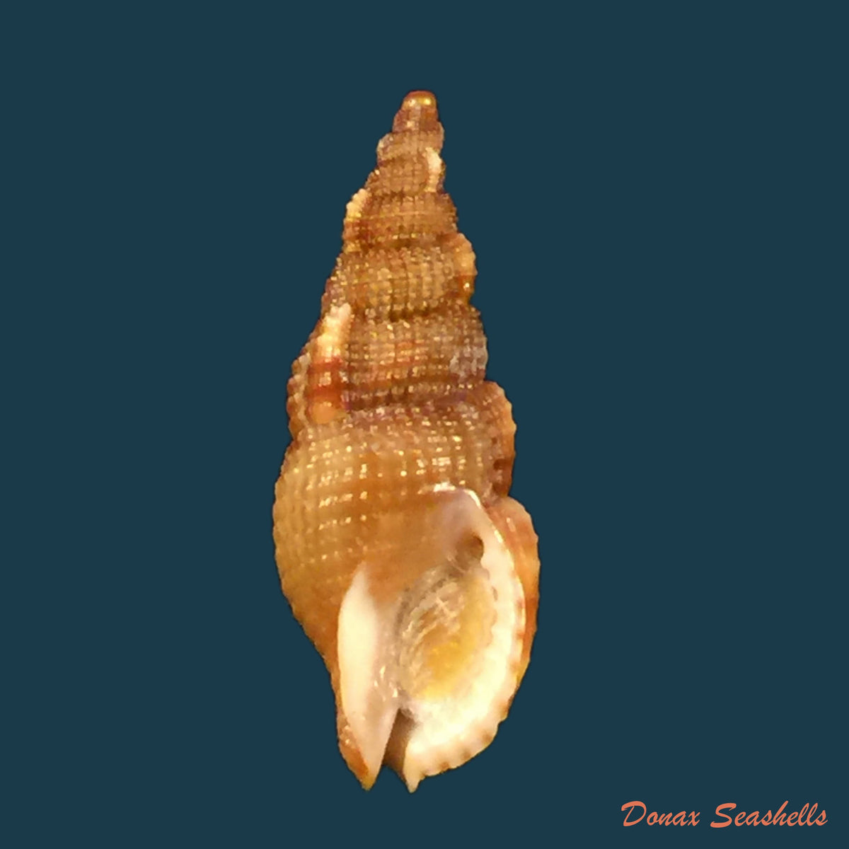 copia-de-adelomelon-riosi-clench-turner-1964-177mm