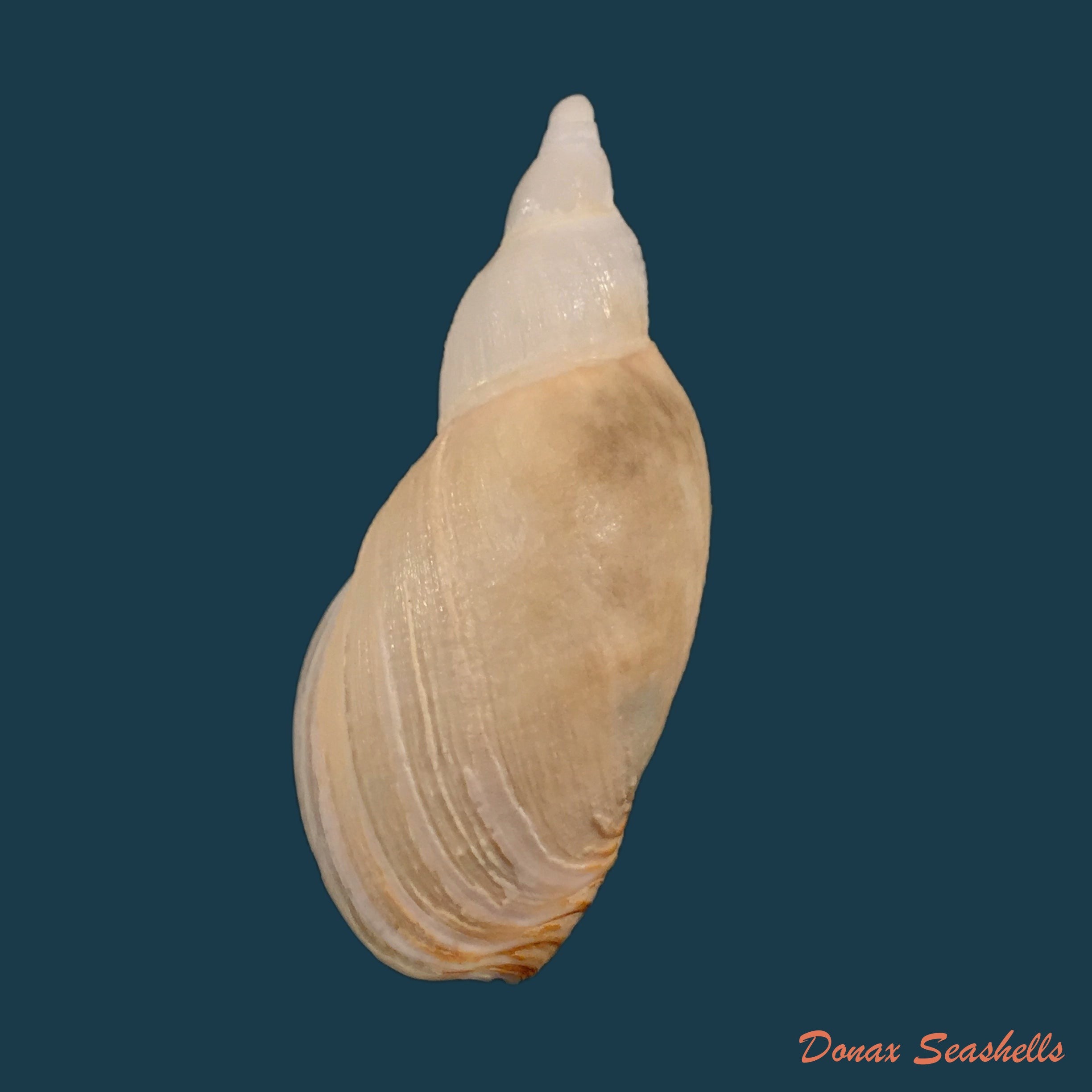 copia-de-adelomelon-riosi-clench-turner-1966