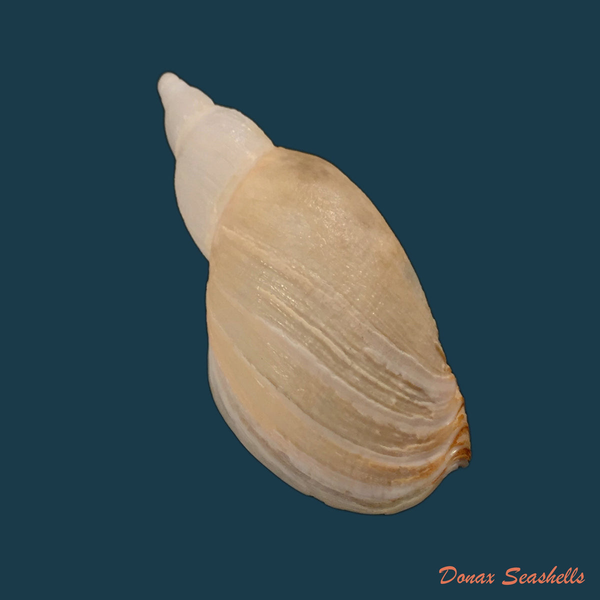 copia-de-adelomelon-riosi-clench-turner-1966