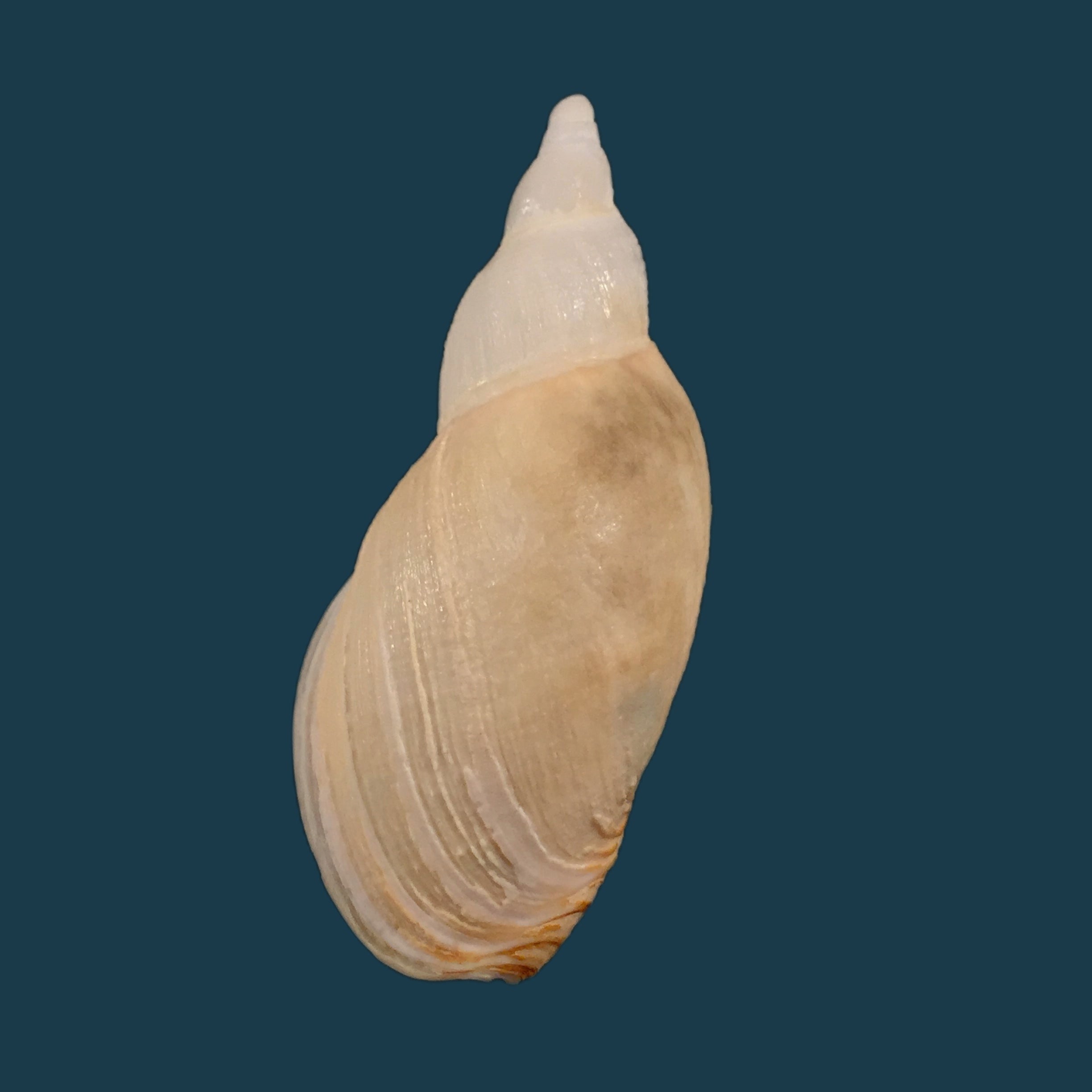 Odontocymbiola pescalia Clench & Turner, 1964 - 76,3mm