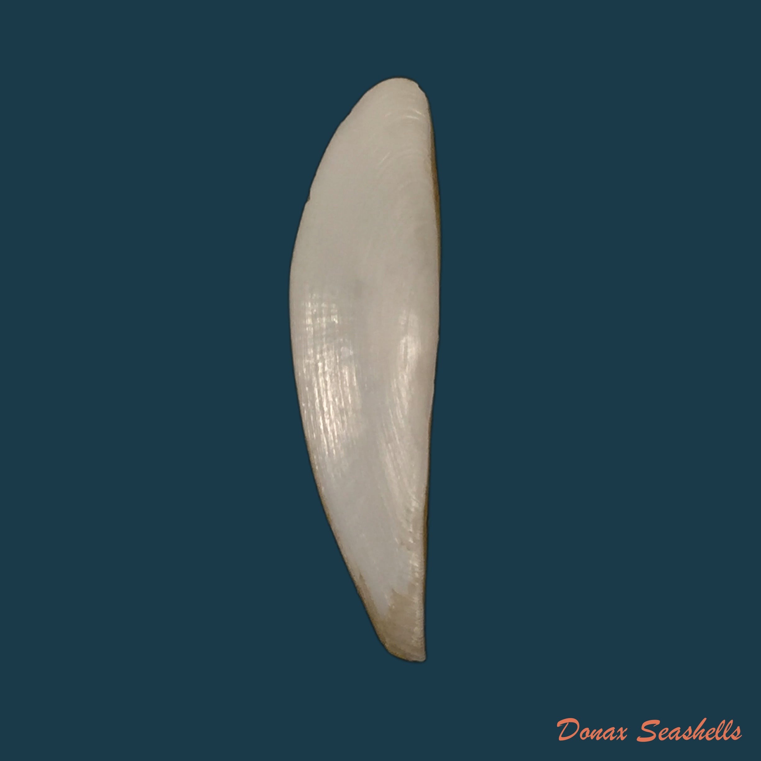 copia-de-aequipecten-commutatus-monterosato-1875-21-7mm
