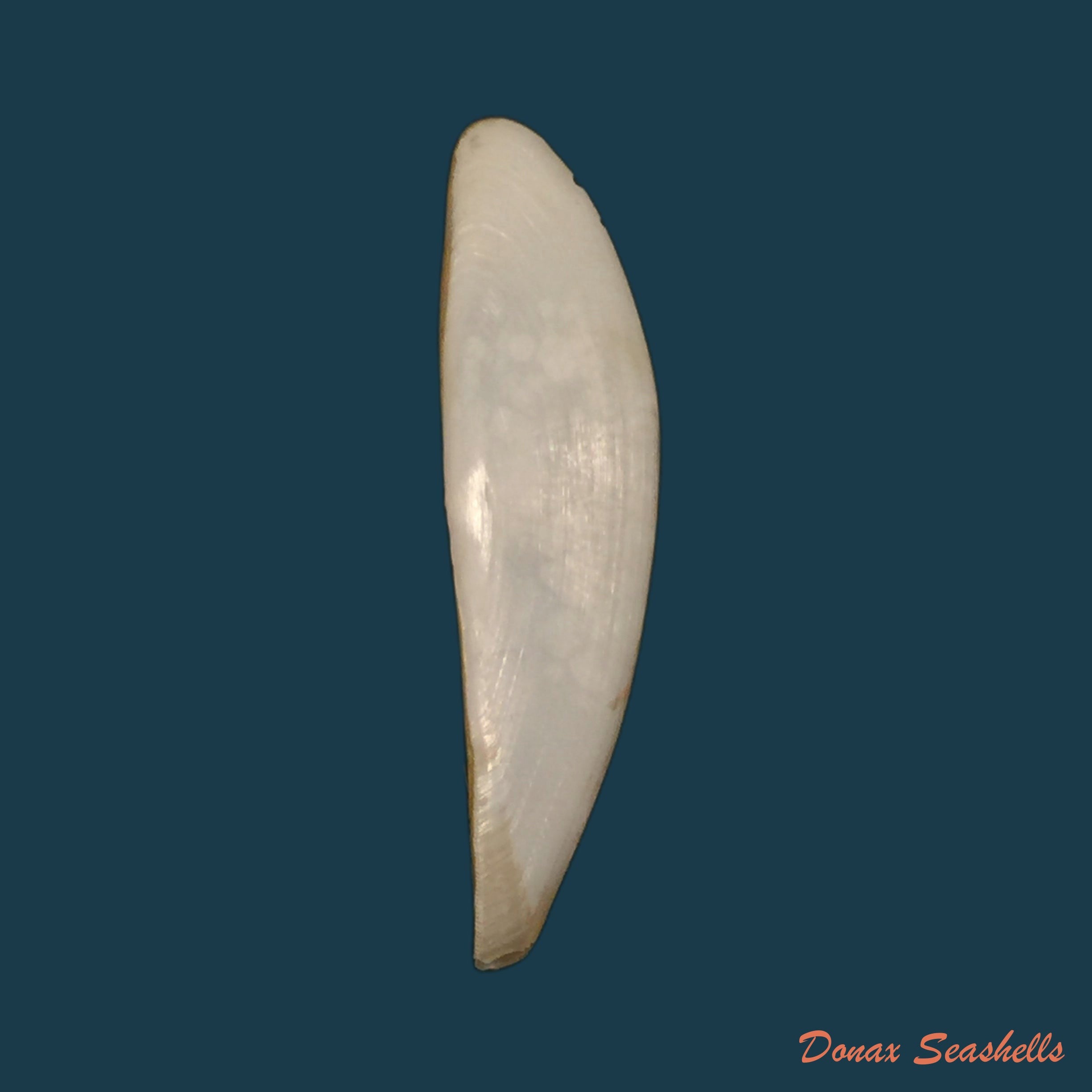 copia-de-aequipecten-commutatus-monterosato-1875-21-7mm