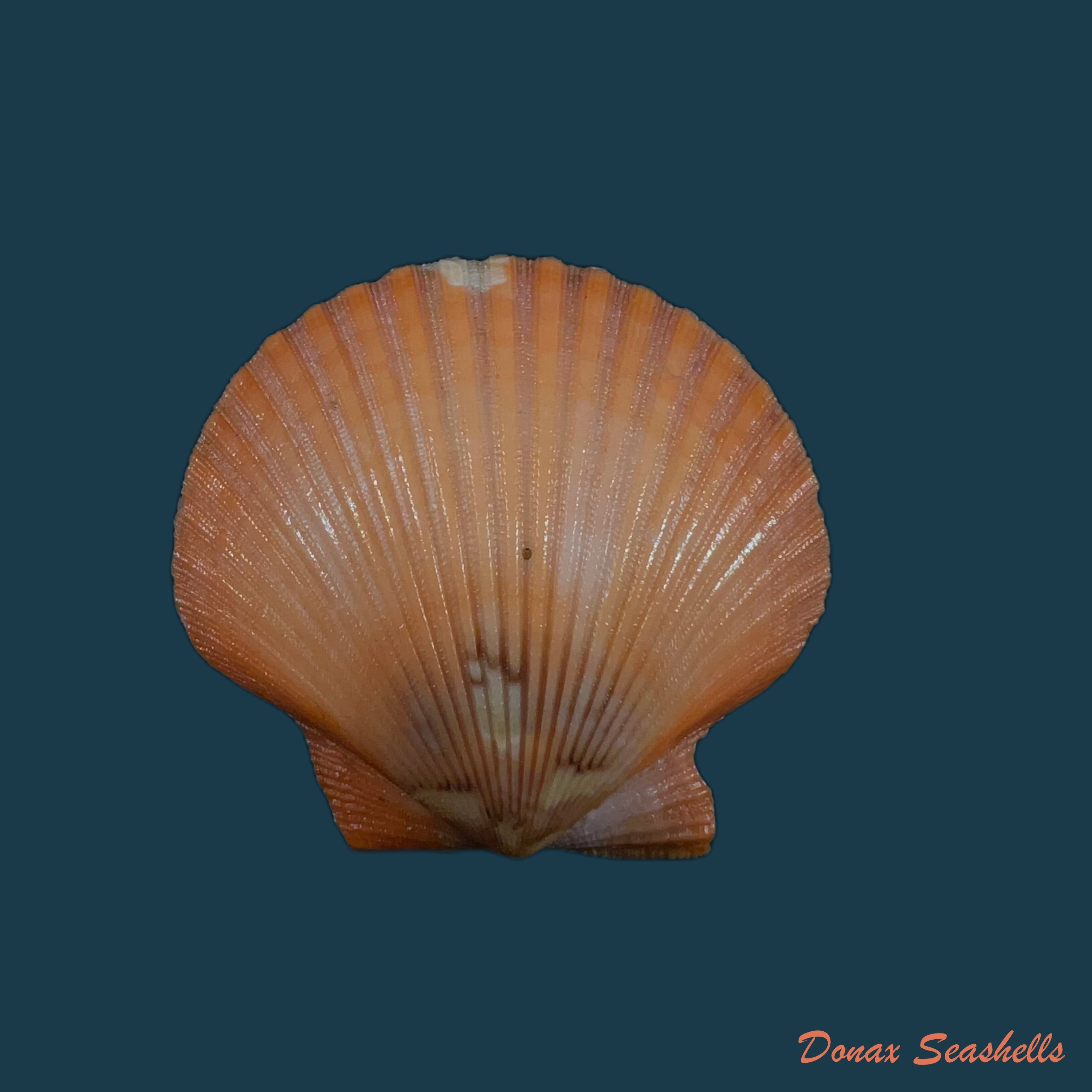copia-de-aequipecten-flabellum-gmelin-1791-44mm