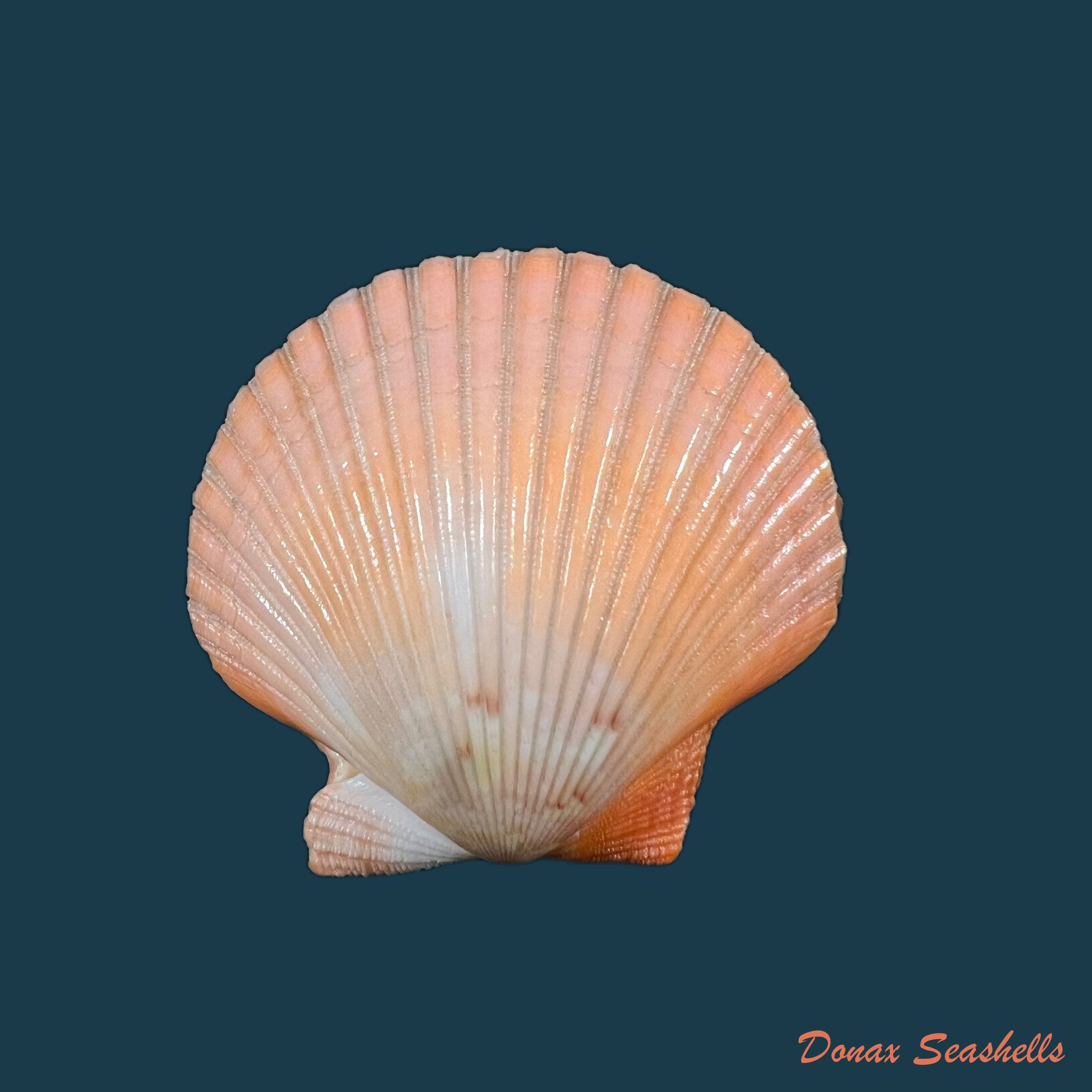 copia-de-aequipecten-flabellum-gmelin-1791-44mm