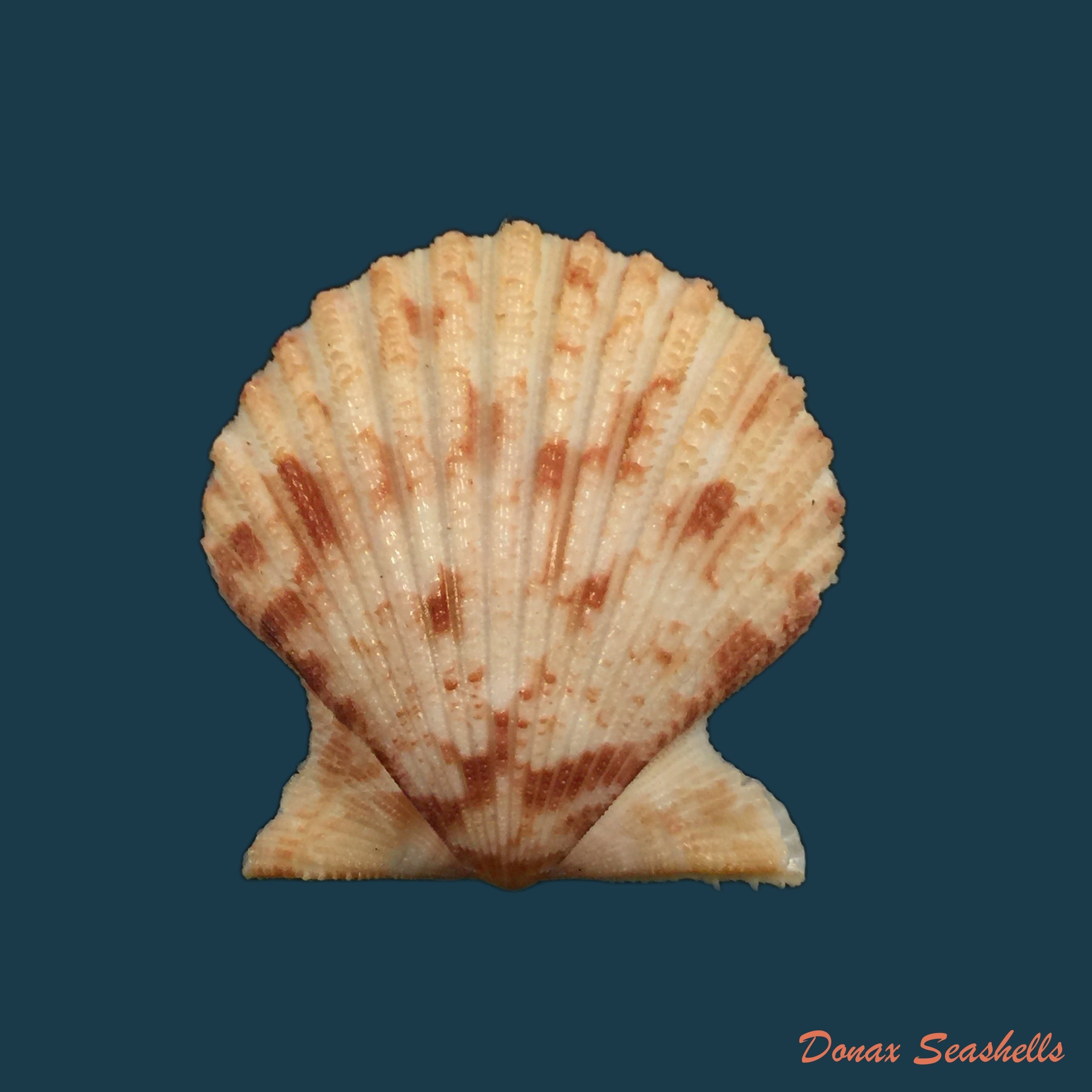 copia-de-aequipecten-tehuelchus-dorbigny-1842-37-9mm