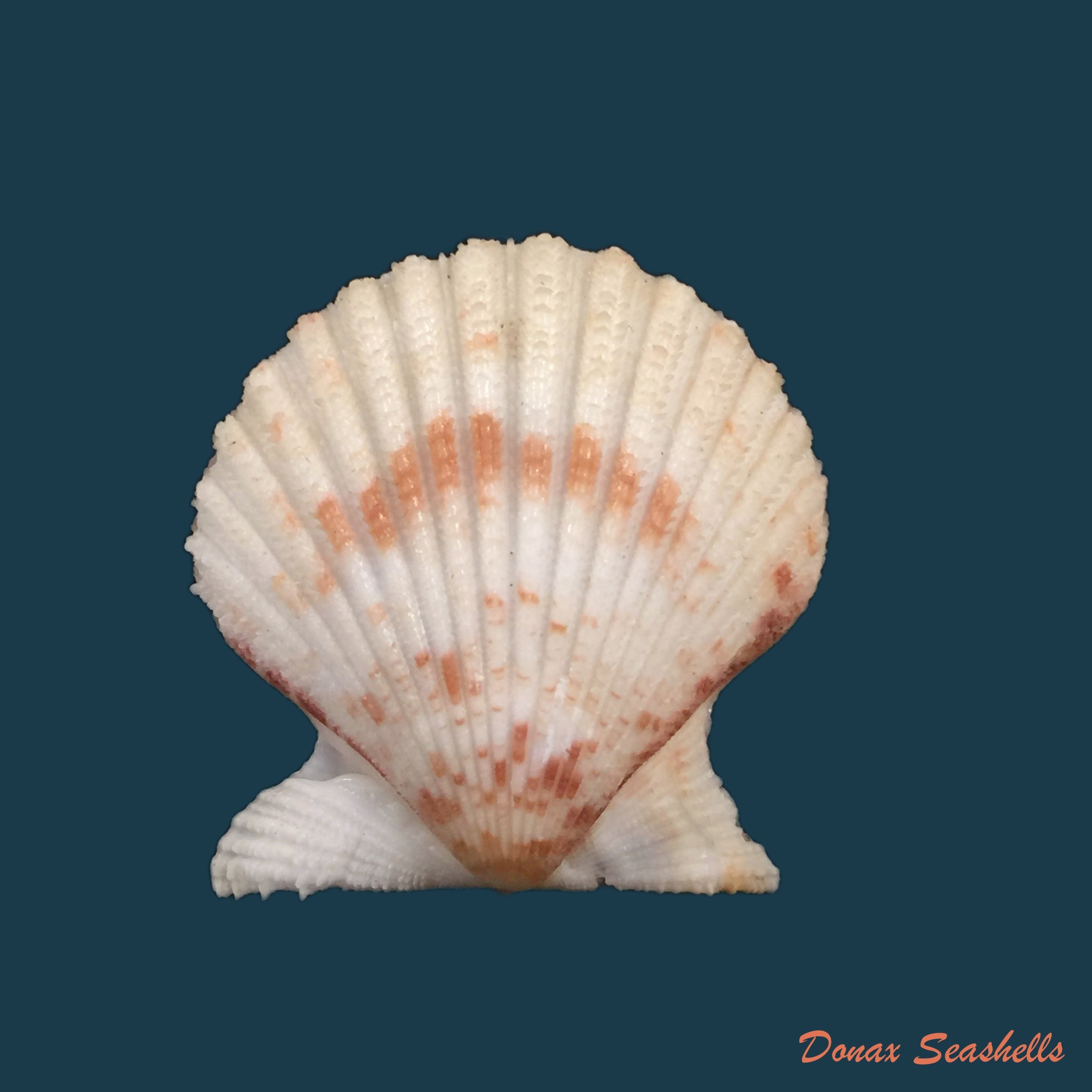 copia-de-aequipecten-tehuelchus-dorbigny-1842-37-9mm