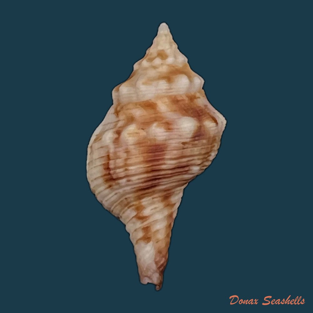 copia-de-afer-afer-gmelin-1791-32-7mm