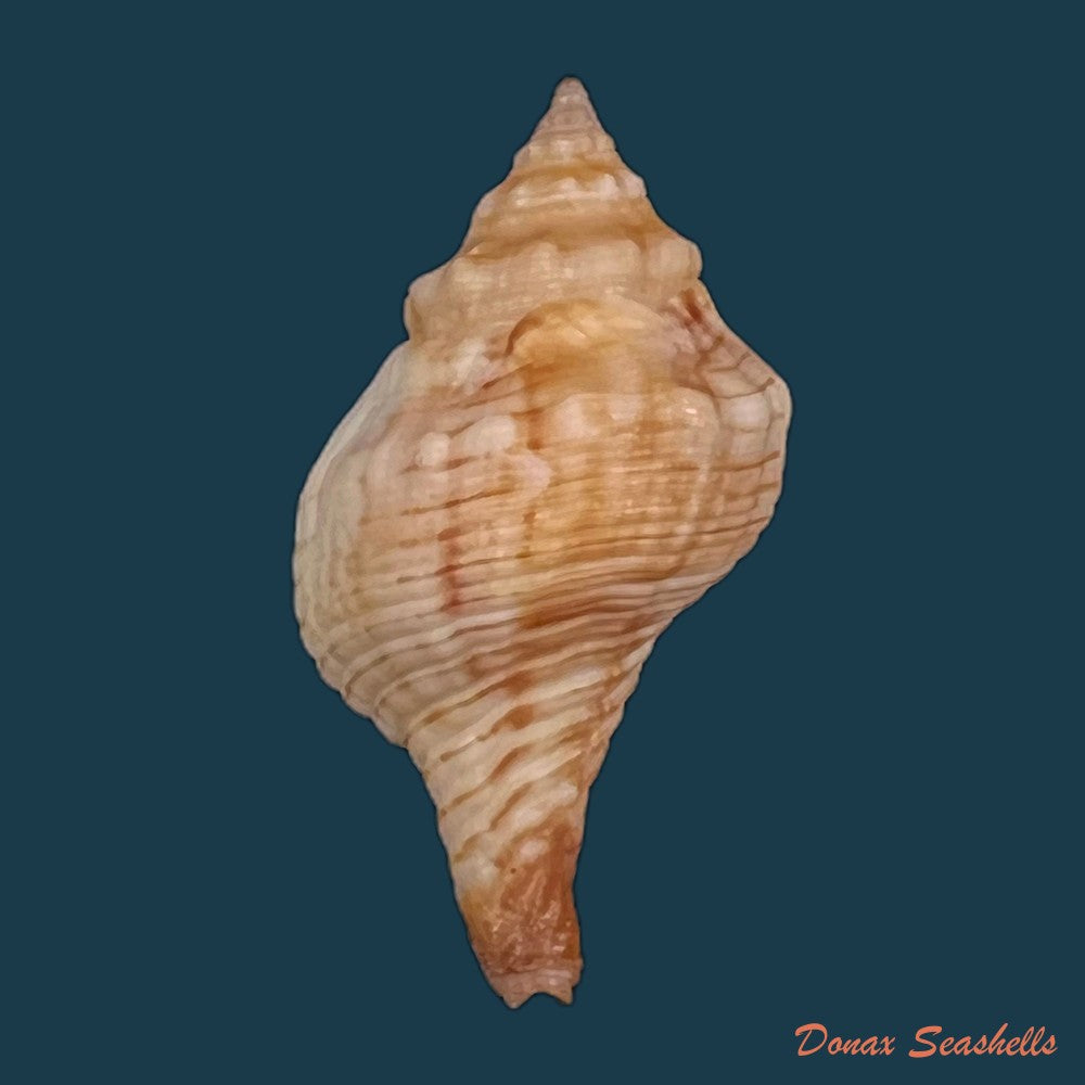 copia-de-afer-lansbergisi-delsaerdt-1993-34-5mm