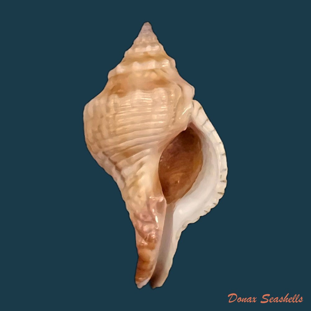 copia-de-afer-lansbergisi-delsaerdt-1993-34-5mm