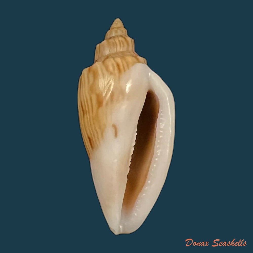 copia-de-afriathleta-semirrugata-trixiae-s-veldsman-j-velsman-2022-40-8mm