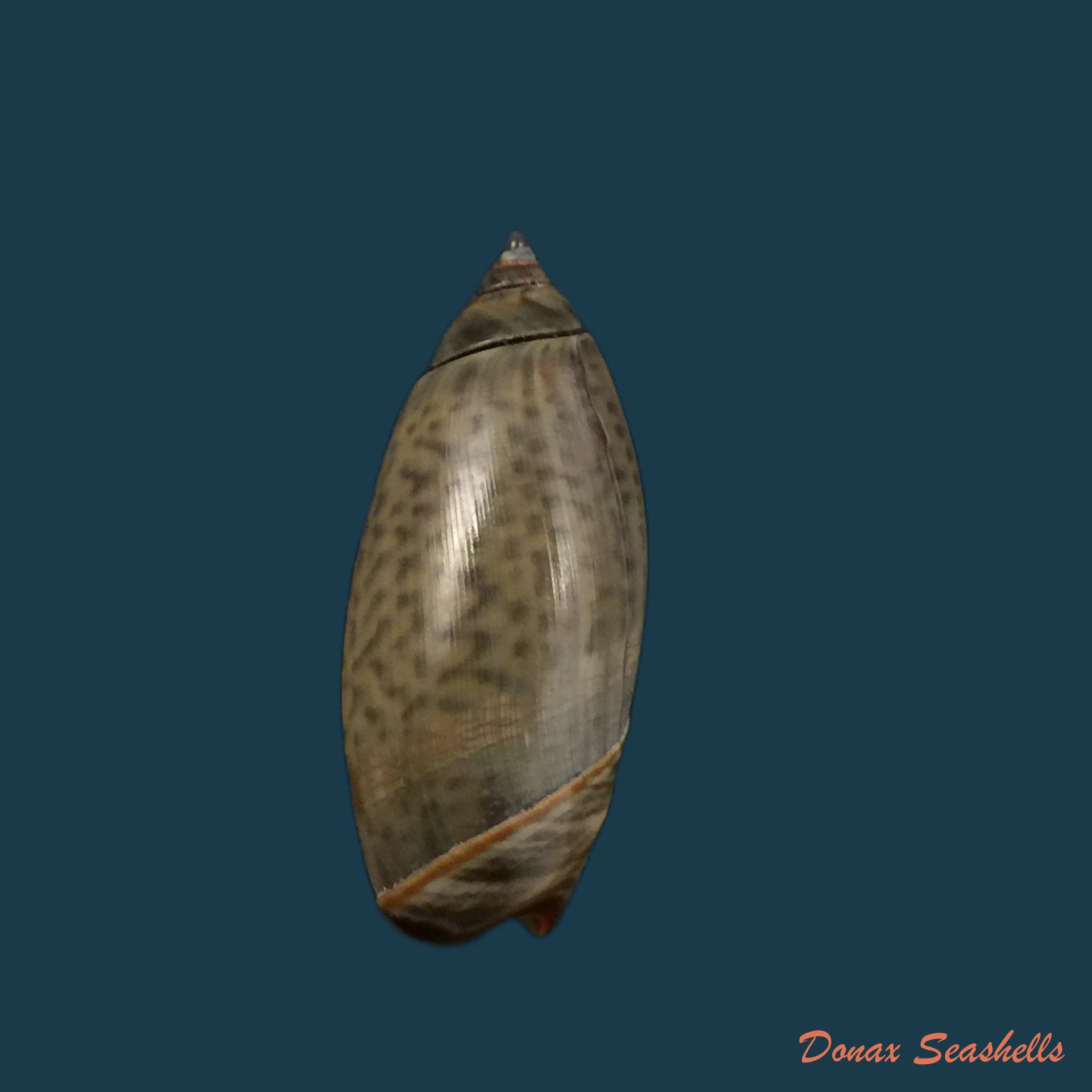 copia-de-agaronia-griseoalba-marrat-1897-26-8mm-2